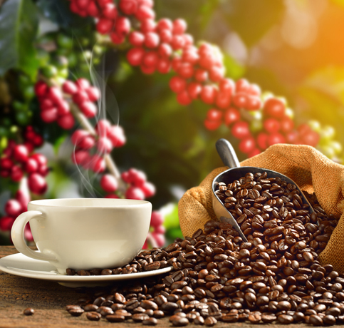 Intercropping of Medicinal Crops in coffee Plantations in High altitude Zone of Karnataka