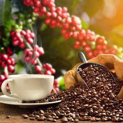 Coffee – Arabica & Robusta grades